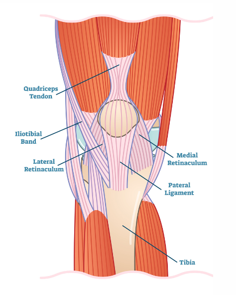 Illustrazione dei muscoli e dei tendini che agiscono sul ginocchio umano, inclusi quadricipite femorale e ischiocrurali.